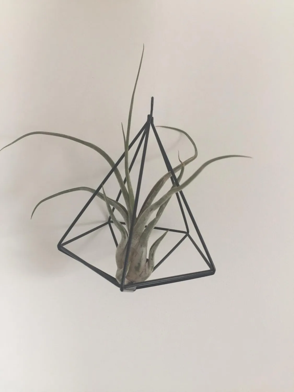 Garosa Support Plante Ananas Géométrique Noir 7x15cm